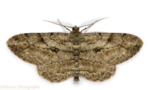 Pale Oak Beauty Moth (Hypomecis punctinalis) male